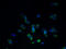 Solute Carrier Family 22 Member 24 antibody, A60930-100, Epigentek, Immunofluorescence image 