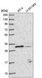 Methyltransferase Like 1 antibody, PA5-65621, Invitrogen Antibodies, Western Blot image 