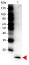 Interleukin 17F antibody, GTX48694, GeneTex, Western Blot image 