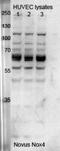 NADPH Oxidase 4 antibody, NB110-58849, Novus Biologicals, Western Blot image 