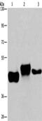 Serum/Glucocorticoid Regulated Kinase 2 antibody, CSB-PA193703, Cusabio, Western Blot image 