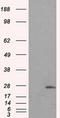 Prolactin antibody, LS-C114891, Lifespan Biosciences, Western Blot image 