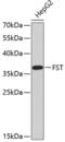 Follistatin antibody, 18-875, ProSci, Western Blot image 