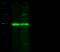 NFKB Inhibitor Alpha antibody, 12045-R116, Sino Biological, Western Blot image 