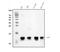 Heat Shock Protein Family E (Hsp10) Member 1 antibody, PA1790, Boster Biological Technology, Western Blot image 