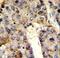 Heterogeneous Nuclear Ribonucleoprotein L antibody, LS-C164966, Lifespan Biosciences, Immunohistochemistry frozen image 