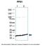 Profilin 1 antibody, 30-387, ProSci, Western Blot image 