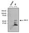 AKT Serine/Threonine Kinase 2 antibody, MA1-034, Invitrogen Antibodies, Immunoprecipitation image 