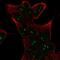 Sestrin-1 antibody, NBP2-57989, Novus Biologicals, Immunofluorescence image 