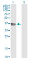 SH3 Domain Containing GRB2 Like, Endophilin B1 antibody, LS-B4524, Lifespan Biosciences, Western Blot image 