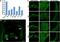 Diphosphoinositol Pentakisphosphate Kinase 1 antibody, NBP1-89693, Novus Biologicals, Immunocytochemistry image 