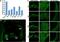 Inositol hexakisphosphate and diphosphoinositol-pentakisphosphate kinase 1 antibody, NBP1-89693, Novus Biologicals, Immunocytochemistry image 