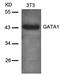 GATA Binding Protein 1 antibody, orb14455, Biorbyt, Western Blot image 