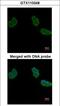 Aminoacylase 1 antibody, LS-B8923, Lifespan Biosciences, Immunofluorescence image 
