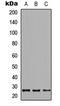 GADD45G Interacting Protein 1 antibody, abx121582, Abbexa, Western Blot image 