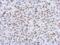 Lamin A/C antibody, PA5-78042, Invitrogen Antibodies, Immunohistochemistry frozen image 