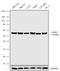 Leucine Aminopeptidase 3 antibody, 720235, Invitrogen Antibodies, Western Blot image 