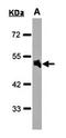 RE1 Silencing Transcription Factor antibody, orb315558, Biorbyt, Western Blot image 