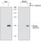 Eukaryotic Translation Initiation Factor 2 Subunit Alpha antibody, MAB39971, R&D Systems, Western Blot image 