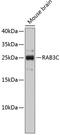 RAB3C, Member RAS Oncogene Family antibody, 18-829, ProSci, Western Blot image 