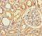 Transmembrane Serine Protease 7 antibody, A65458-100, Epigentek, Immunohistochemistry paraffin image 