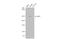 Tight Junction Protein 1 antibody, GTX108627, GeneTex, Western Blot image 