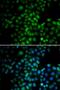 EMSY Transcriptional Repressor, BRCA2 Interacting antibody, LS-C346100, Lifespan Biosciences, Immunofluorescence image 