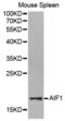 AIF1 antibody, abx001285, Abbexa, Western Blot image 