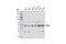 Ras Related GTP Binding C antibody, 9480S, Cell Signaling Technology, Western Blot image 