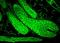 Heat Shock Protein Family A (Hsp70) Member 8 antibody, LS-C109043, Lifespan Biosciences, Immunofluorescence image 