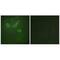 Trafficking Regulator Of GLUT4 (SLC2A4) 1 antibody, A12871, Boster Biological Technology, Immunofluorescence image 