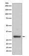 Elastase, Neutrophil Expressed antibody, M01607, Boster Biological Technology, Western Blot image 