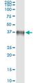 Boule Homolog, RNA Binding Protein antibody, MA5-22546, Invitrogen Antibodies, Immunoprecipitation image 