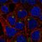 Transmembrane Protein 63A antibody, HPA066504, Atlas Antibodies, Immunocytochemistry image 