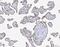 Sca2 antibody, PB9483, Boster Biological Technology, Immunohistochemistry paraffin image 