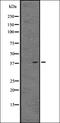 G Protein-Coupled Receptor 82 antibody, orb335577, Biorbyt, Western Blot image 