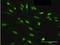 HDGF Like 3 antibody, H00050810-B02P, Novus Biologicals, Immunocytochemistry image 