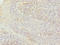 Thioredoxin Like 4B antibody, LS-C676663, Lifespan Biosciences, Immunohistochemistry paraffin image 