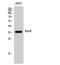 Apolipoprotein E antibody, A00015-4, Boster Biological Technology, Western Blot image 
