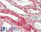 PZP Alpha-2-Macroglobulin Like antibody, LS-B12978, Lifespan Biosciences, Immunohistochemistry paraffin image 