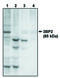 SH3 Domain Binding Protein 2 antibody, MBS395682, MyBioSource, Western Blot image 