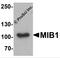 Mindbomb E3 Ubiquitin Protein Ligase 1 antibody, 7781, ProSci, Western Blot image 