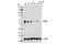 RAD9 Checkpoint Clamp Component A antibody, 14484S, Cell Signaling Technology, Western Blot image 