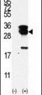 Ubiquitin-conjugating enzyme E2 S antibody, PA5-11972, Invitrogen Antibodies, Western Blot image 