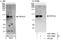 Poly(A) Polymerase Alpha antibody, A301-010A, Bethyl Labs, Immunoprecipitation image 