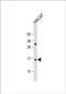 T Cell Leukemia Translocation Altered antibody, PA5-72296, Invitrogen Antibodies, Western Blot image 