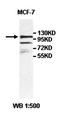 Zinc finger protein 112 antibody, orb77796, Biorbyt, Western Blot image 