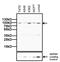 Nuclear Receptor Subfamily 3 Group C Member 1 antibody, PA1-512, Invitrogen Antibodies, Western Blot image 