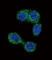 Histamine N-methyltransferase antibody, abx028049, Abbexa, Western Blot image 