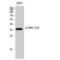 PDZ Binding Kinase antibody, LS-C380924, Lifespan Biosciences, Western Blot image 